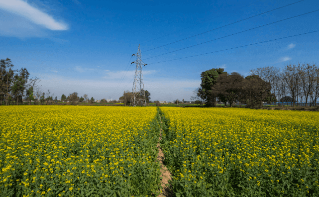 The History of Mustard Oil: From Ancient Remedies to Modern Kitchens - Pluugin Store